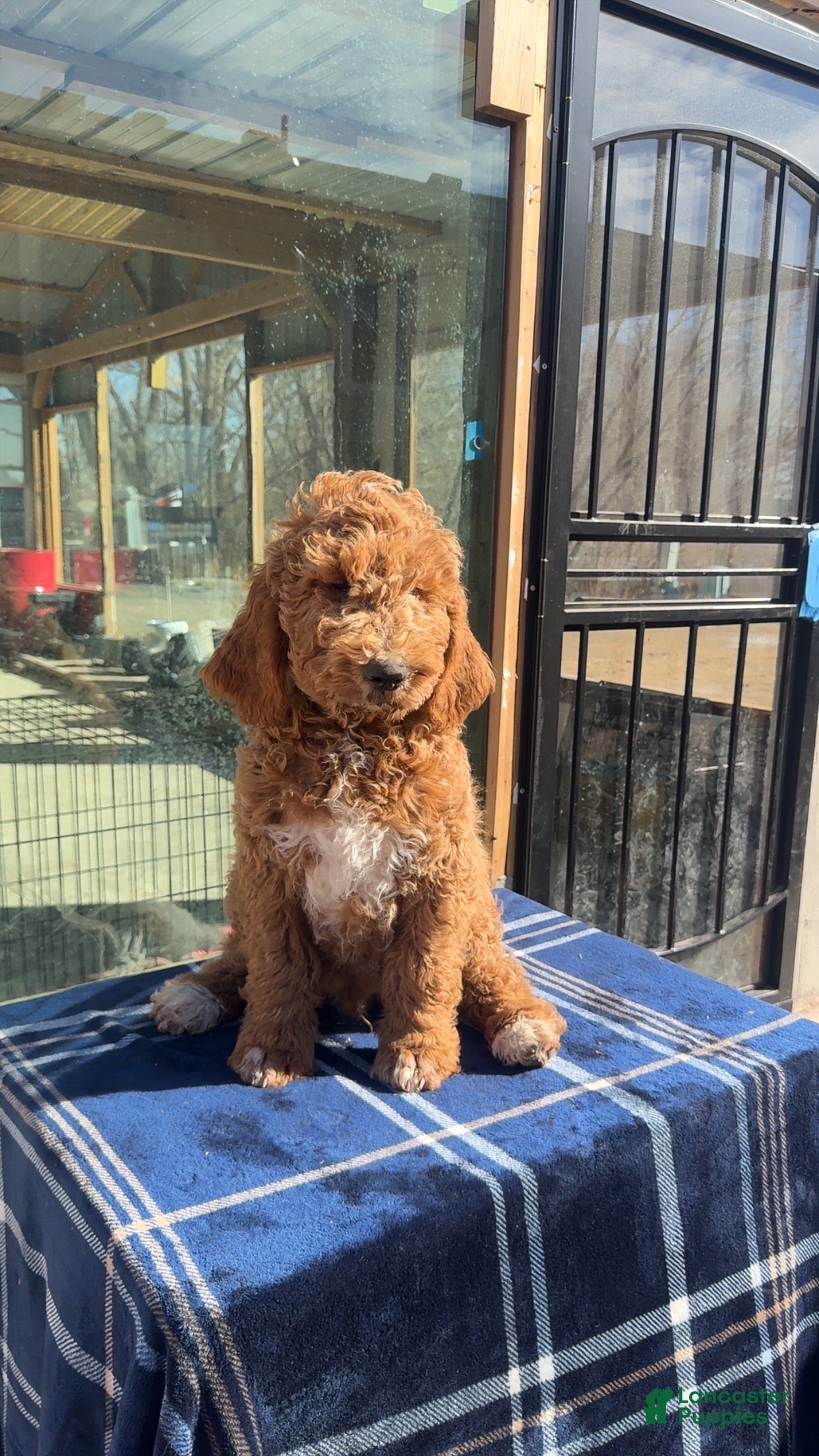 Goldendoodle dogs Apollo - Ad 16