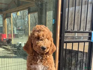 Goldendoodle dogs Apollo - Ad 16