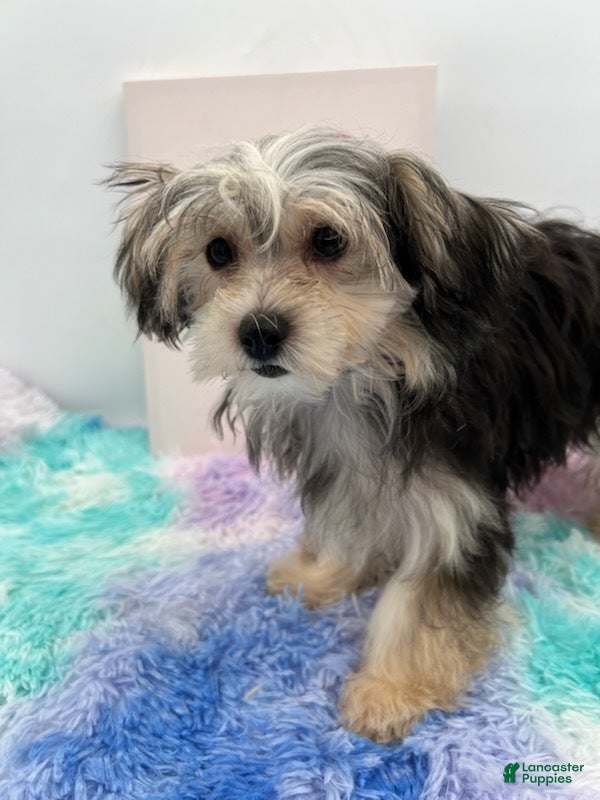 Morkie dogs for sale: Holly - Ad 4