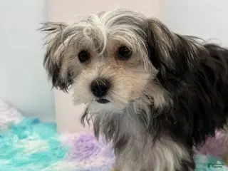 Morkie dogs Holly - Ad 4