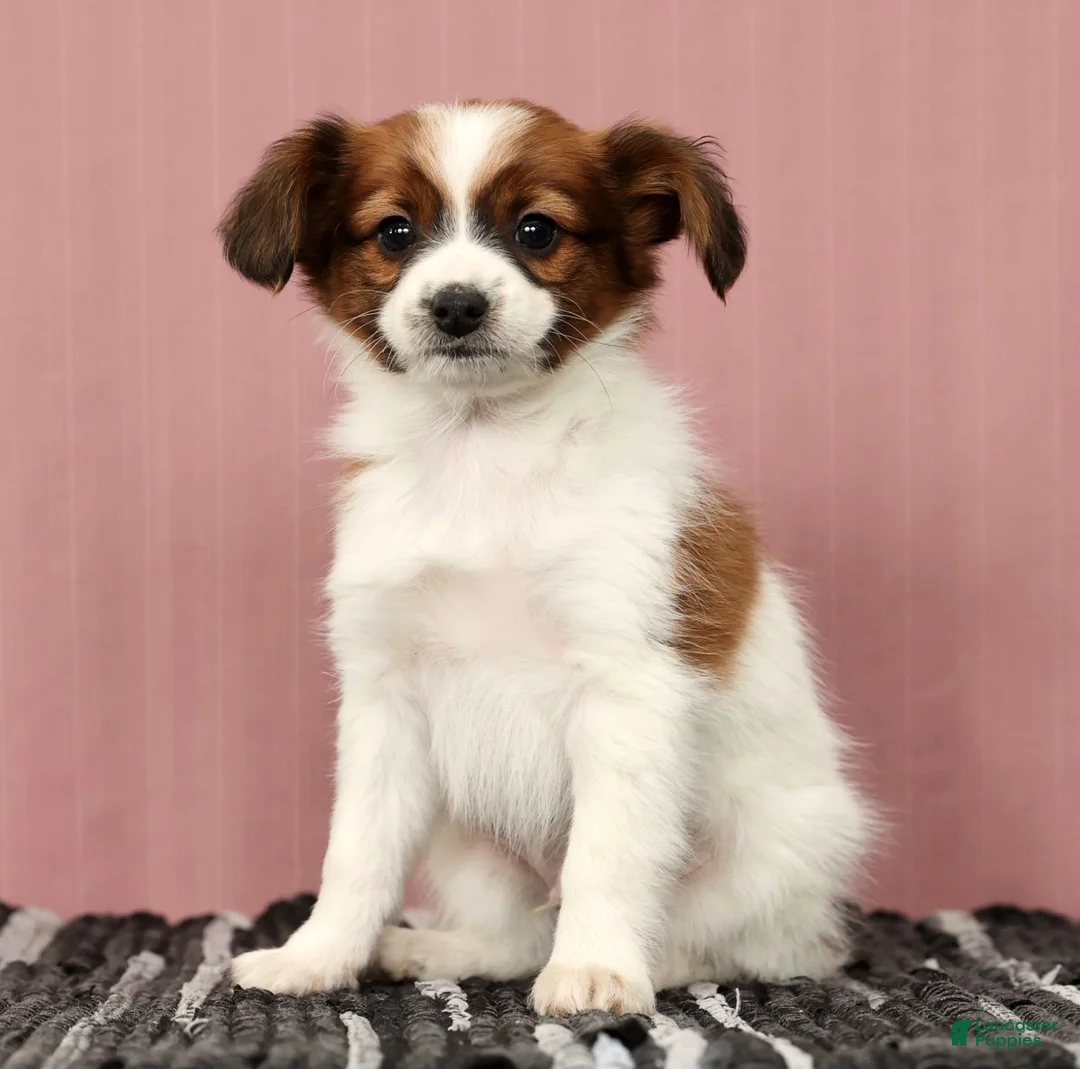 Papillon dogs for sale: Mason - Ad 3