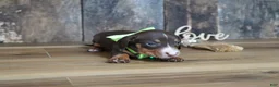 Miniature Dachshund dogs for sale: Tippy - Ad 7