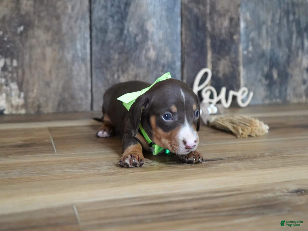 Miniature Dachshund dogs for sale: Tippy - Ad 7