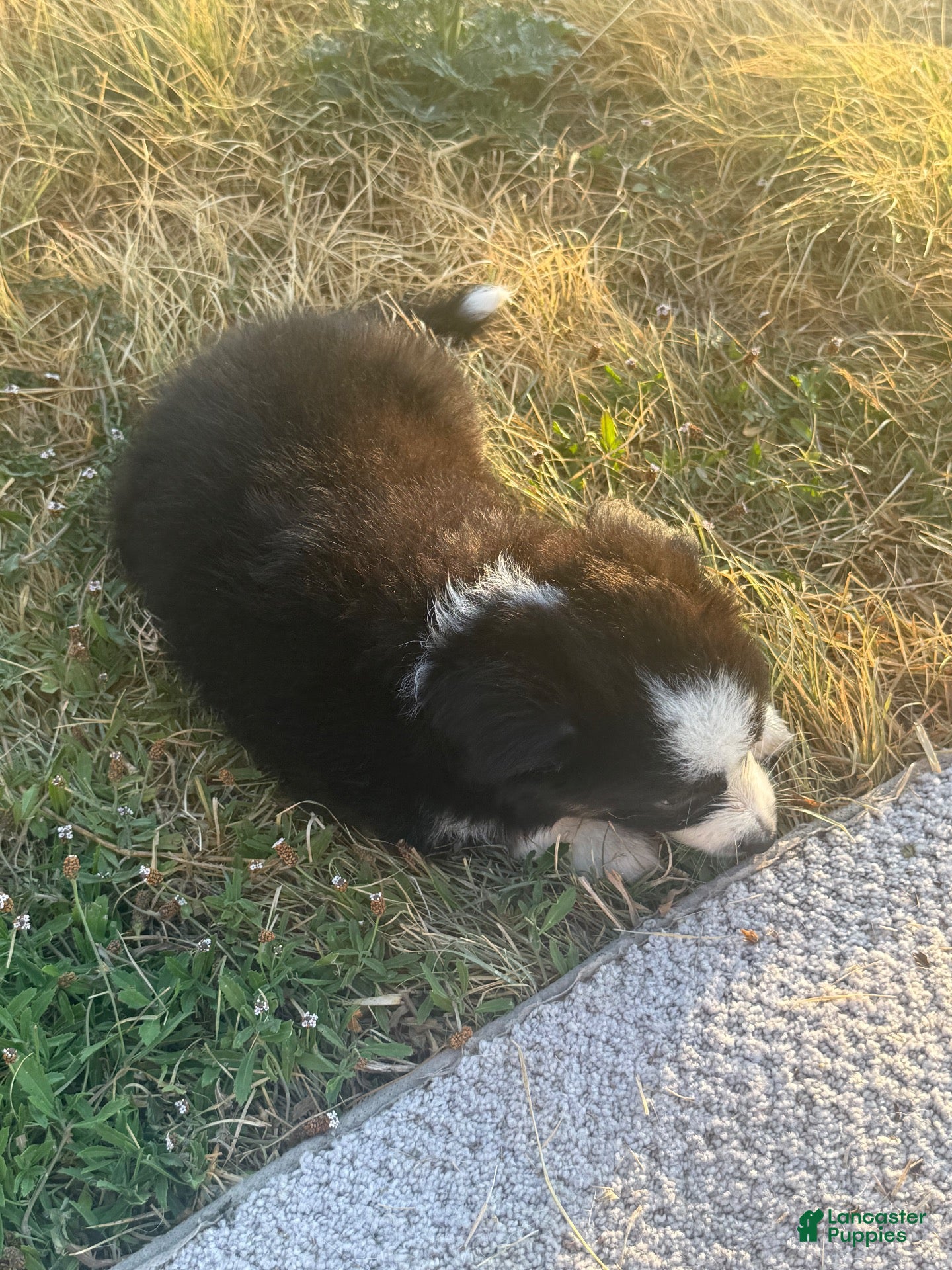 Australian Shepherd dogs Australian Shepherd 2 - Ad 21