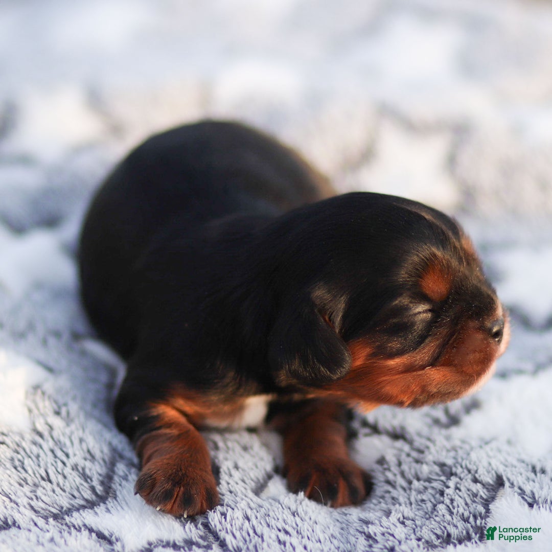 Cavalier King Charles Spaniel dogs for sale: Elain - Ad 2