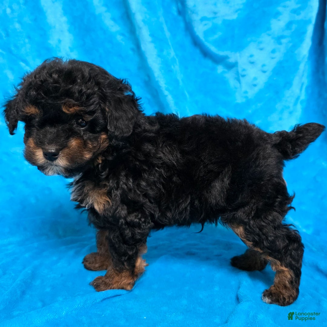 Mixed Breed dogs for sale: Davis - Ad 3