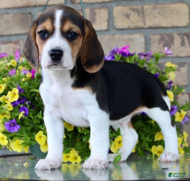 Beagle dogs for sale: Luke - Ad 3