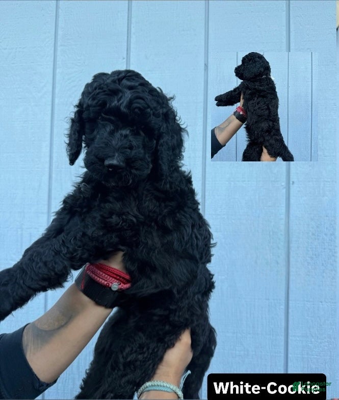 Double Doodle dogs Cookie - Ad 1