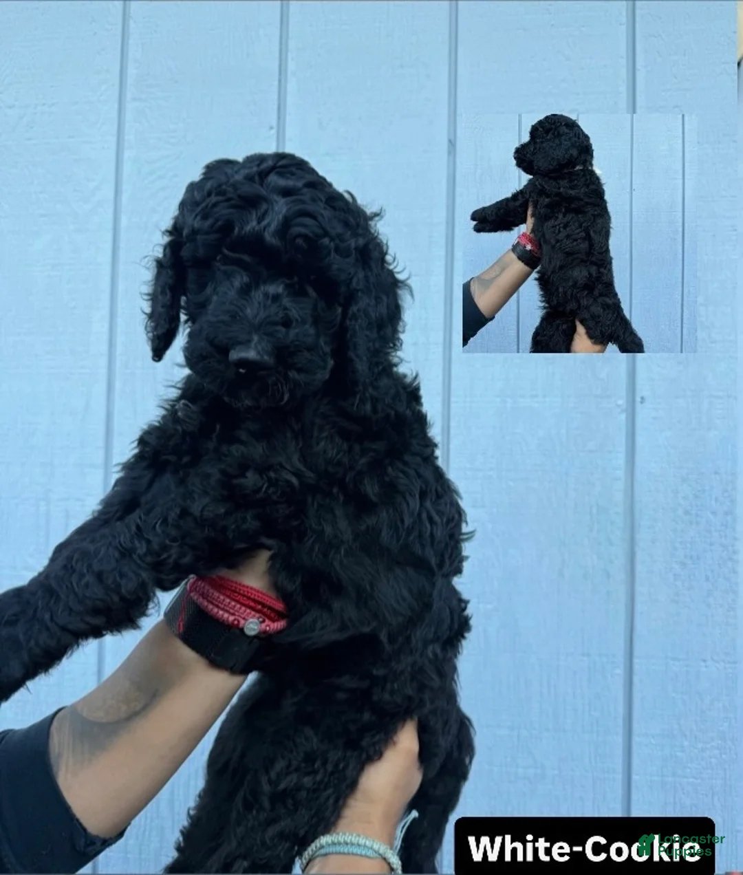 Double Doodle dogs for sale: Cookie - Ad 1
