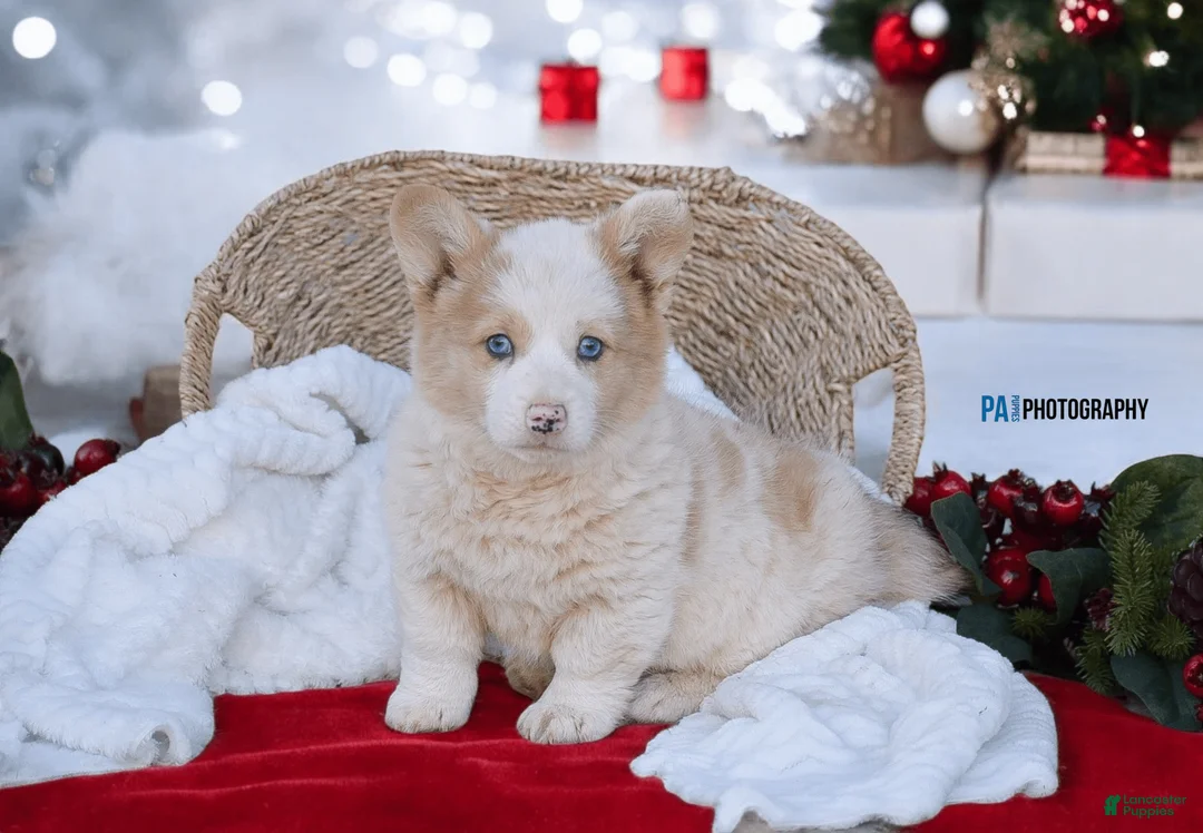 Gallery Image {{count}}