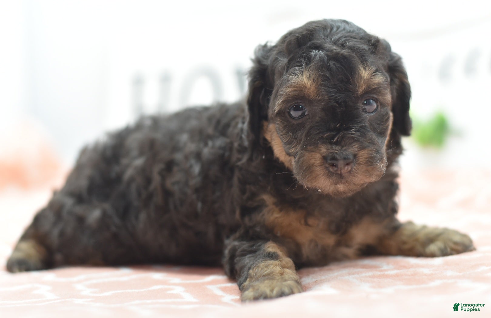 Toy Poodle dogs for sale: Shadow  - Ad 2