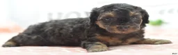 Toy Poodle dogs for sale: Shadow  - Ad 2