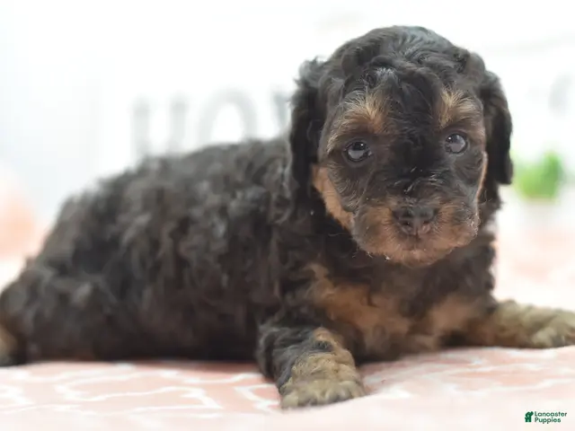 Toy Poodle dogs for sale: Shadow - Ad 2