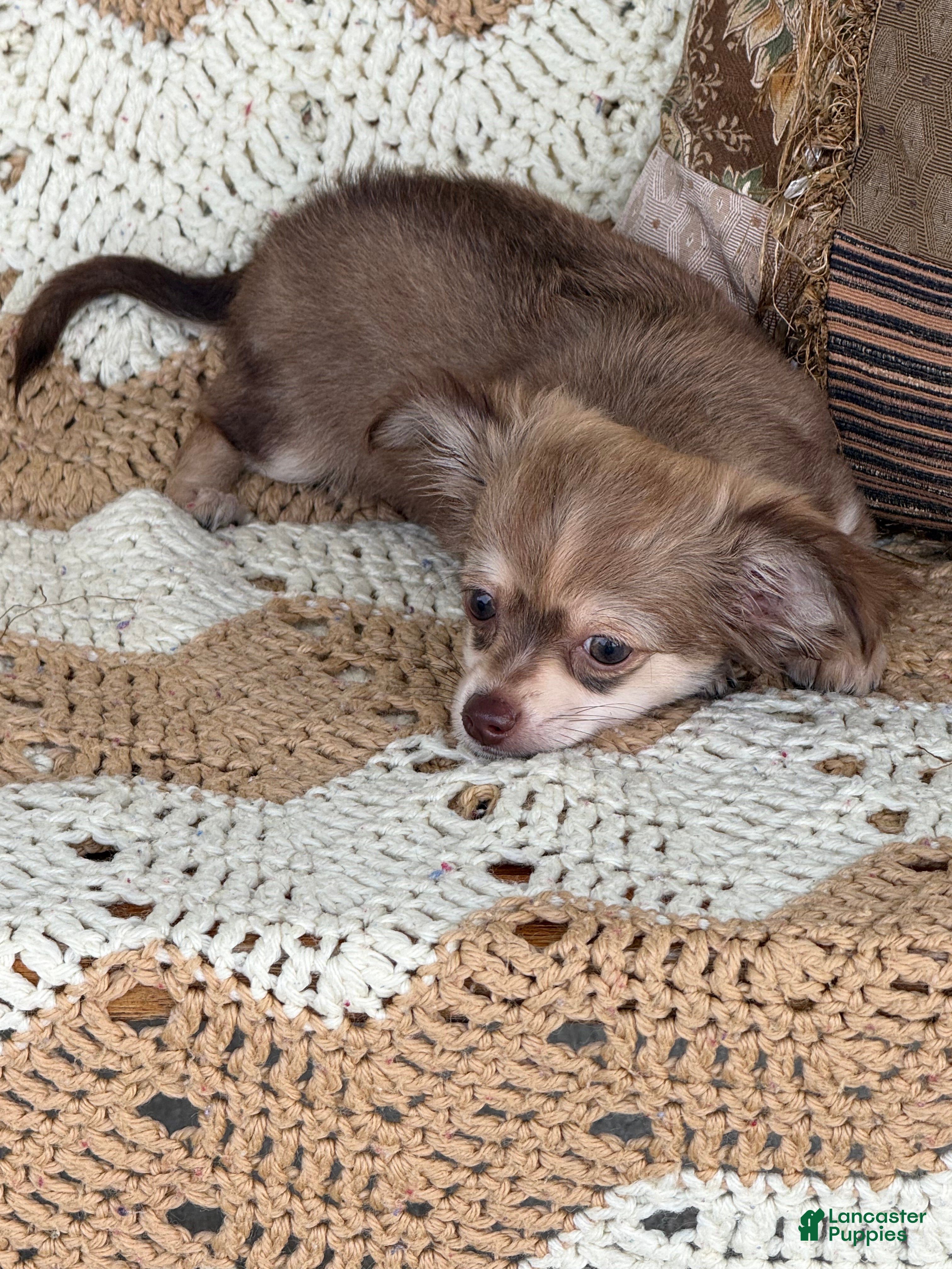 Chihuahua dogs Whiskey  - Ad 2
