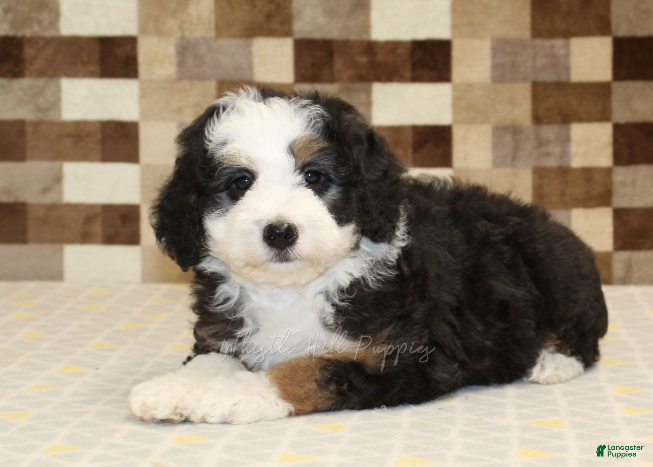 Mini Bernedoodle dogs Henry - Ad 2
