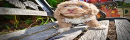 Havapoo dogs for sale: Oscar - Ad 4