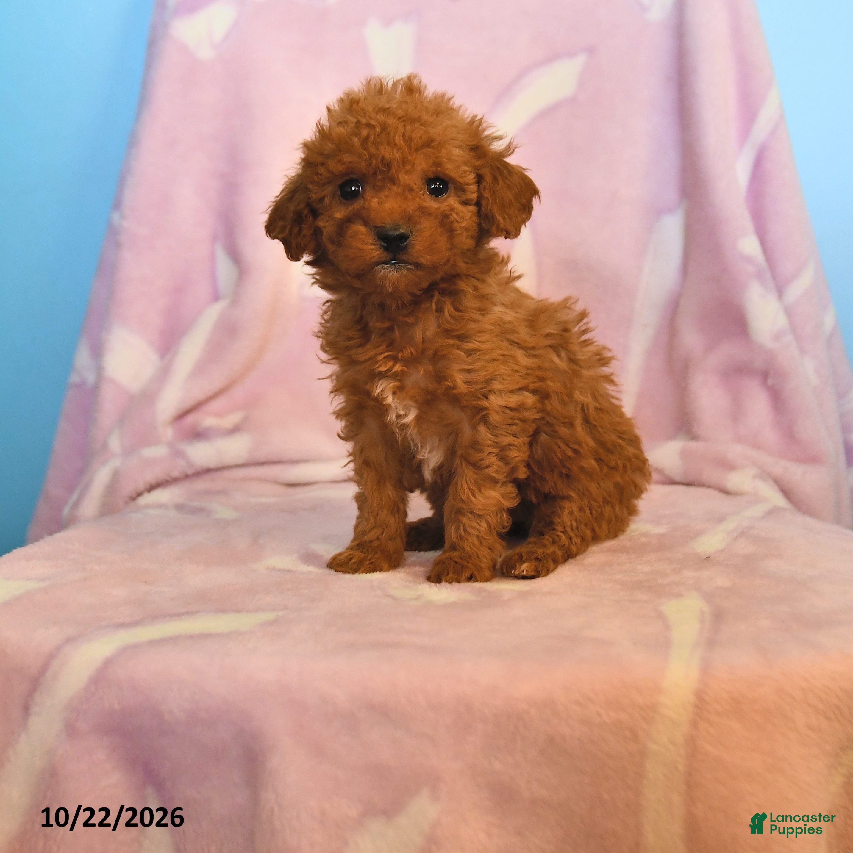 Mini Goldendoodle dogs for sale: Lily - Ad 1