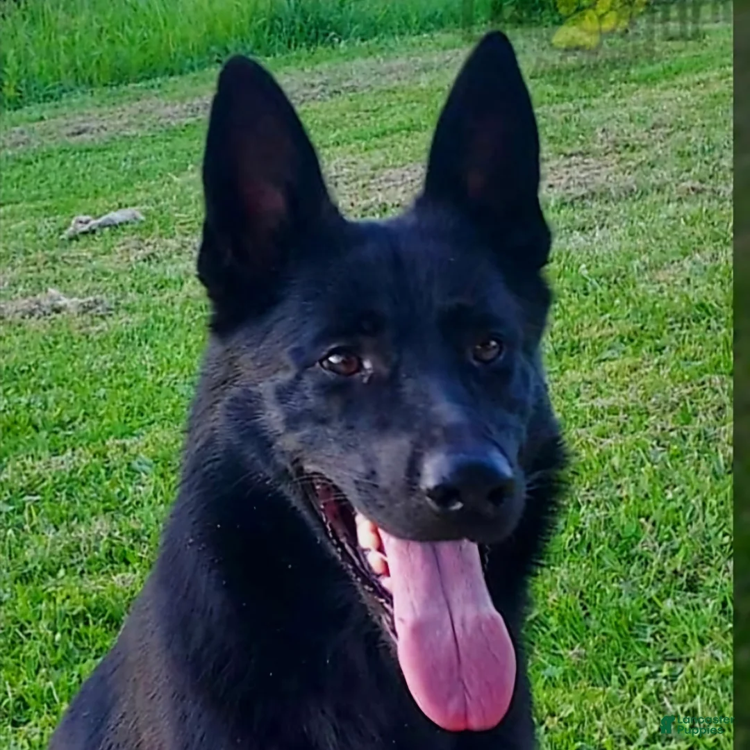 German Shepherd dogs for sale: SWAYZE - Ad 16