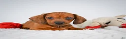 Miniature Dachshund dogs for sale: Nutmeg  - Ad 1