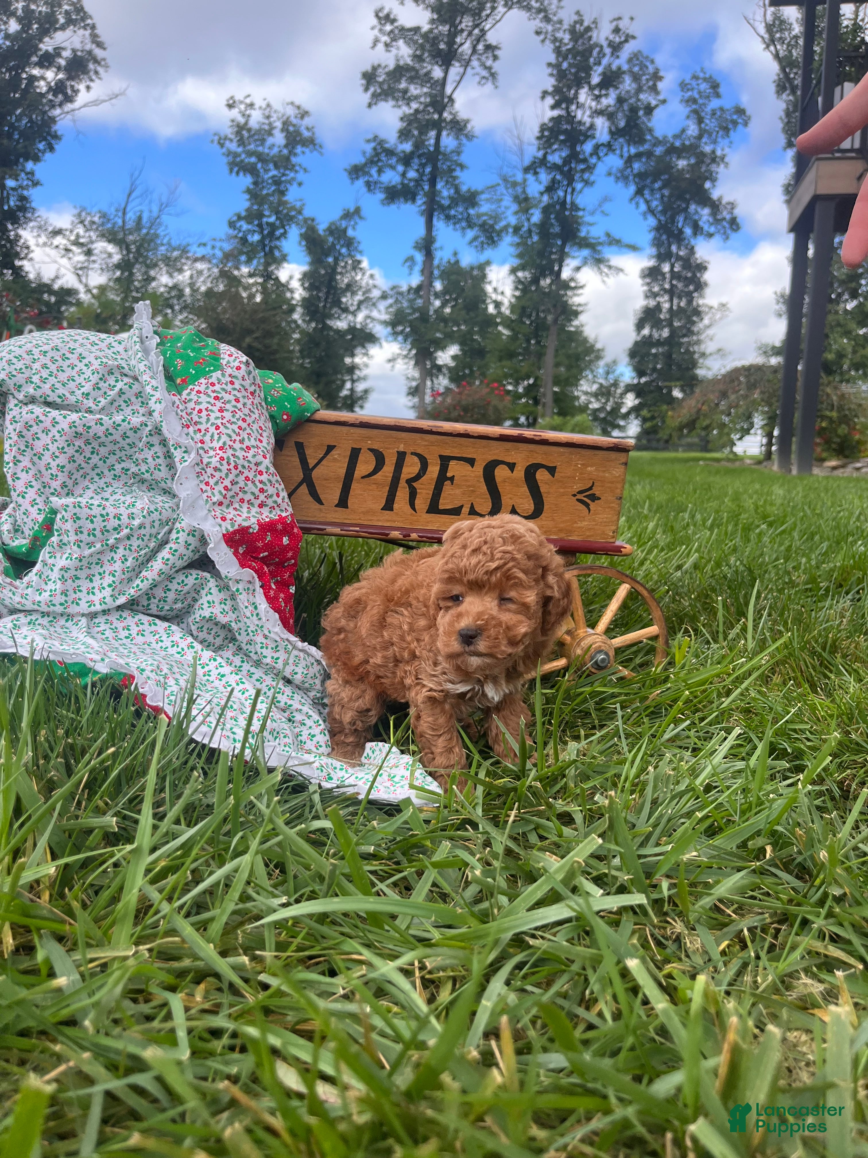 Miniature Poodle dogs Chanel❤️AKC Genetic Health Tested - Ad 2