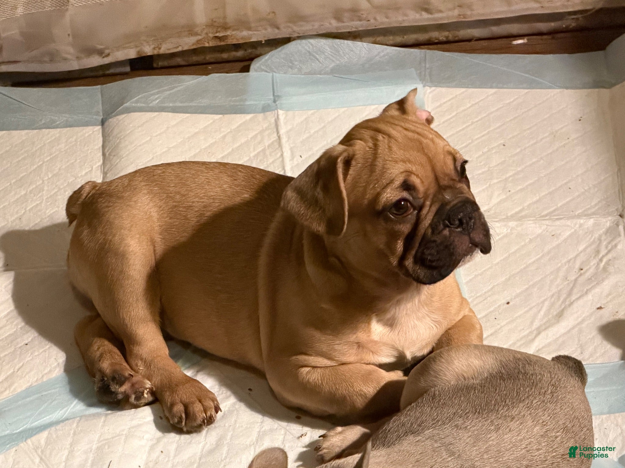 French Bulldog dogs French Bulldog 5 - Ad 17