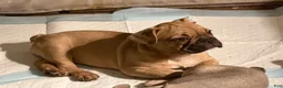 French Bulldog dogs for sale: French Bulldog 5 - Ad 1