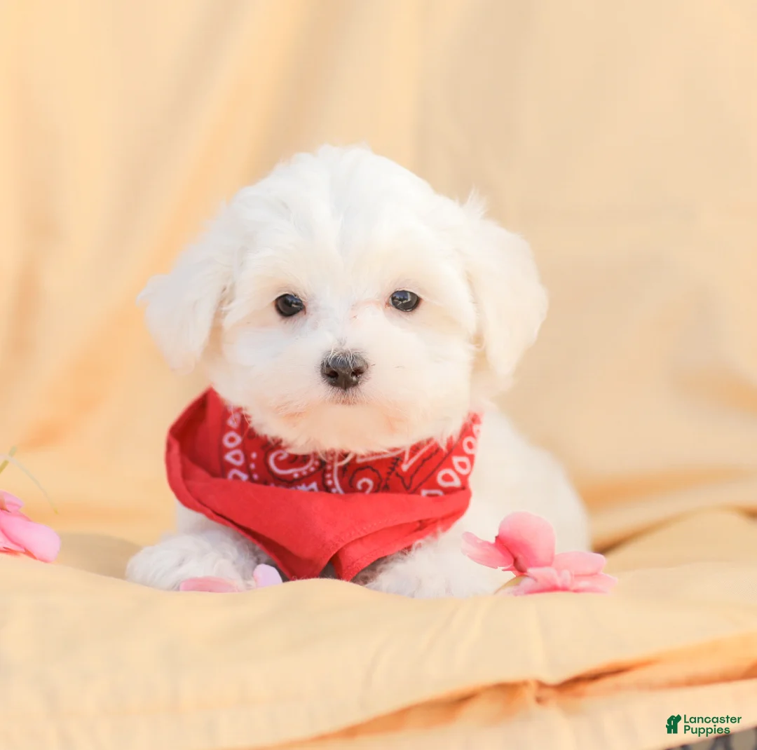 Maltese dogs for sale: Butch - Ad 1