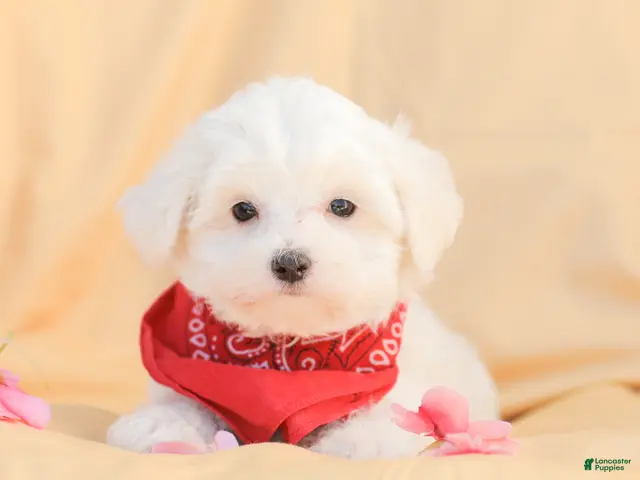 Maltese dogs for sale: Butch - Ad 1