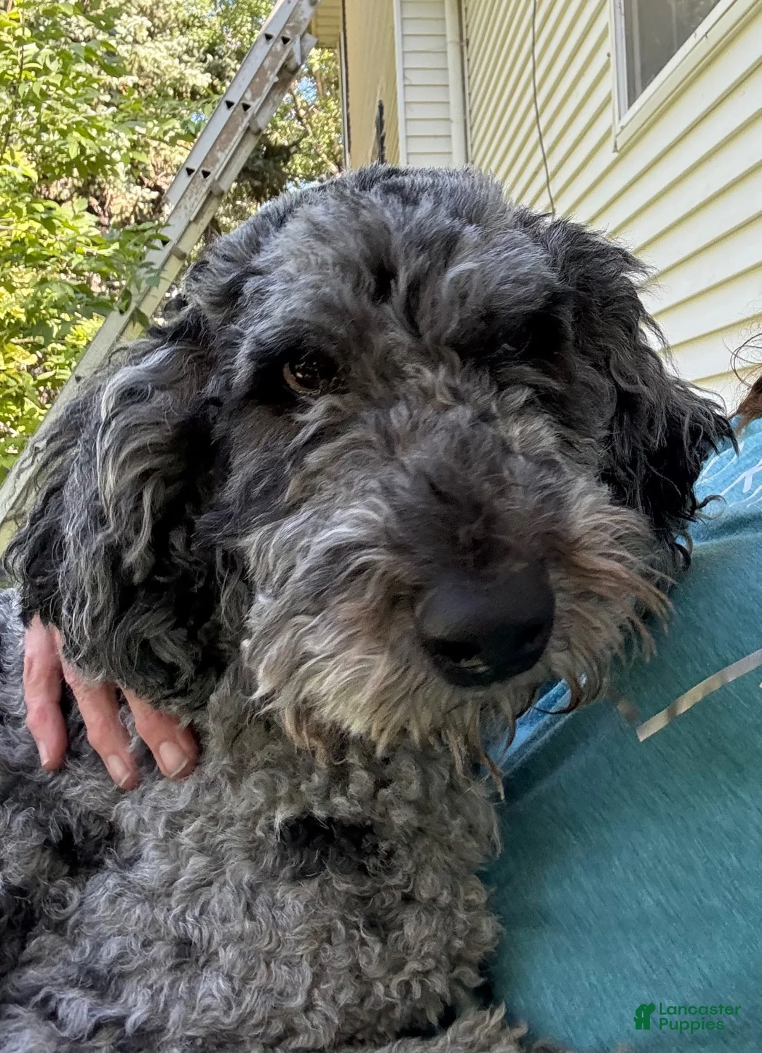 Mixed Breed dogs for sale: Fred the black and white mini bernedoodle - Ad 2