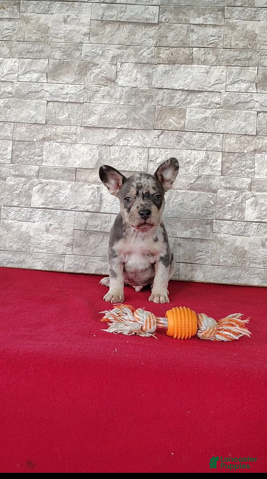 Mixed Breed dogs for sale: Brady - Ad 1