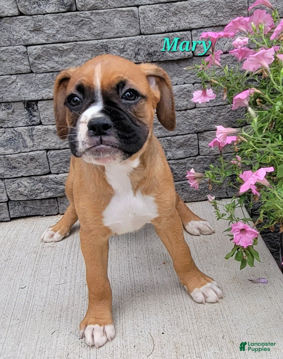 Boxer dogs Mary - Ad 2