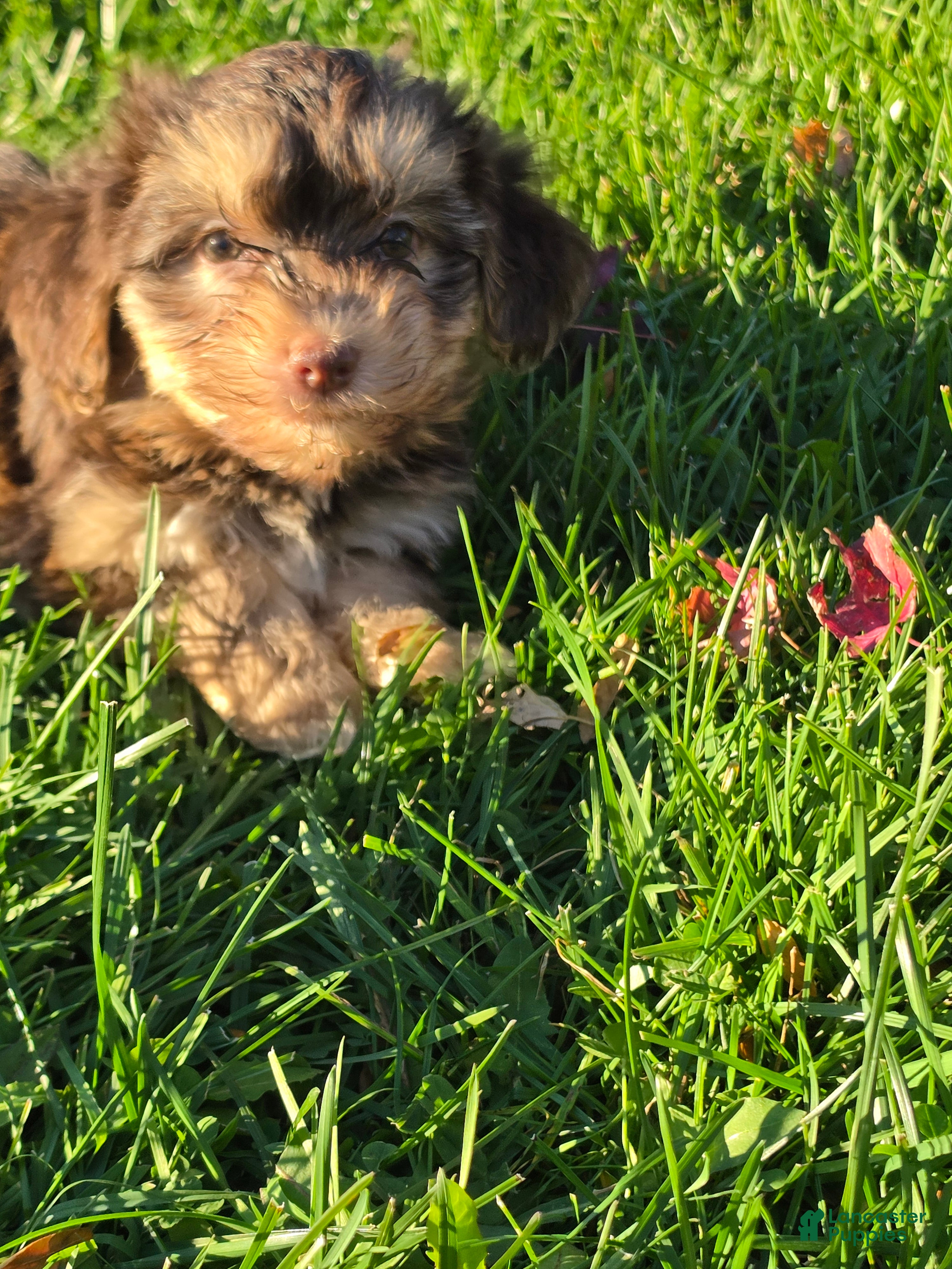 Havanese dogs for sale: Havanese 26105-06 (Female) - Ad 2