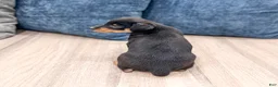 Miniature Pinscher dogs for sale: Keiser - Ad 4