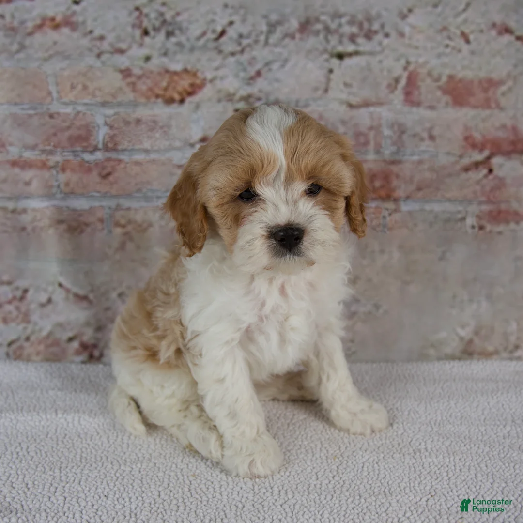 Cavapoo dogs for sale: Caspian - Ad 6