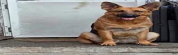 German Shepherd dogs for sale: Diesel 🐾 - Ad 6
