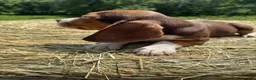 Beagle dogs for sale: Beagle 1 - Ad 6