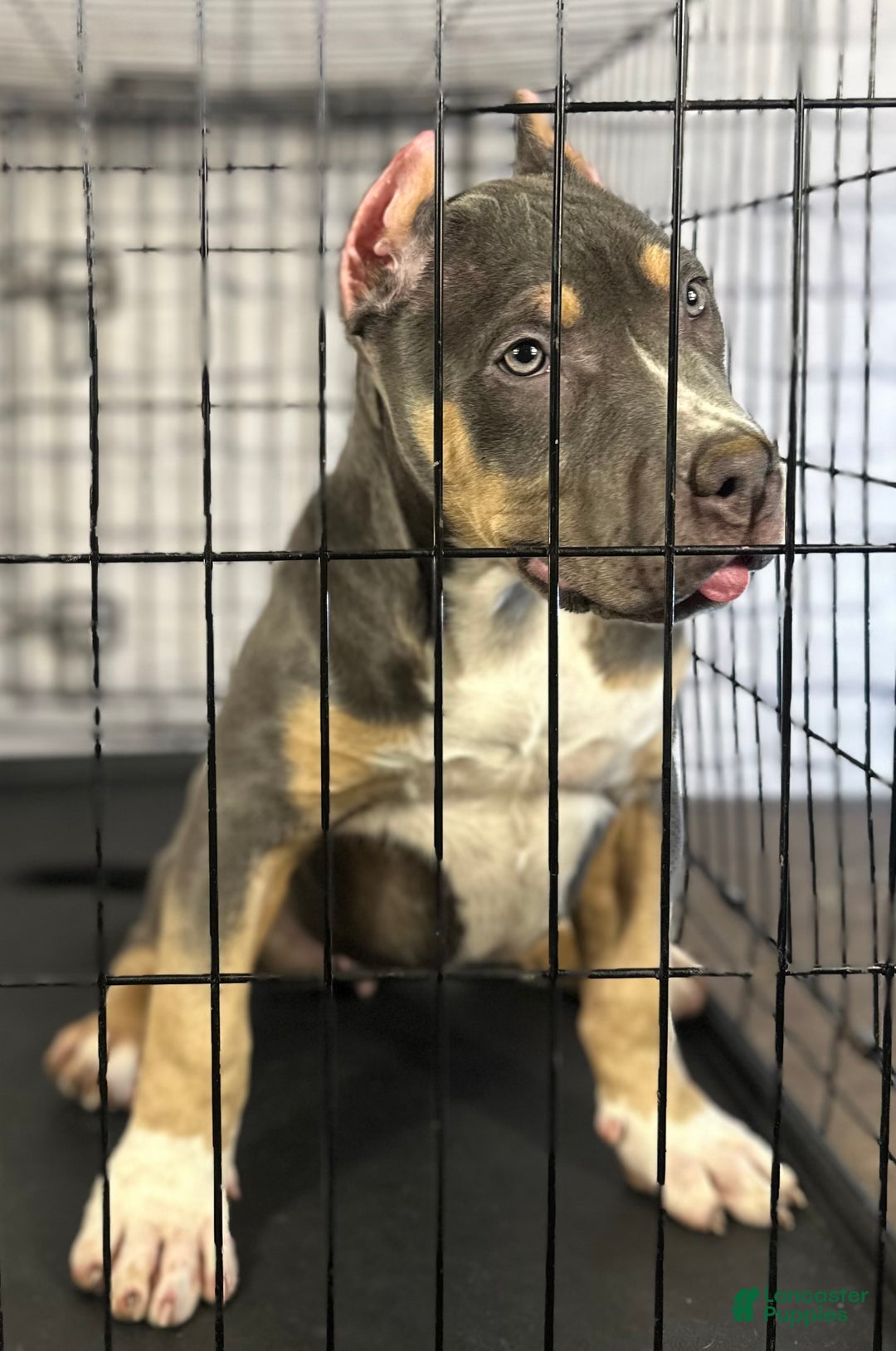 American Bully dogs for sale: Maggie - Ad 10