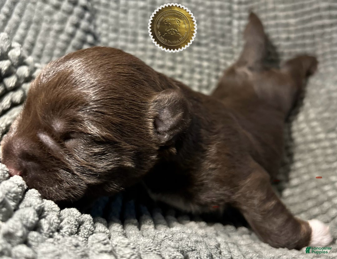 Miniature Schnauzer dogs for sale: Miniature Schnauzer Puppy 1 - Ad 6