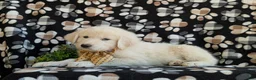 Mixed Breed dogs for sale: Monte - Ad 7