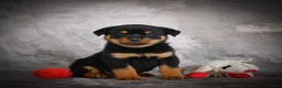 Rottweiler dogs for sale: Leo - Ad 9