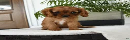 Cavalier King Charles Spaniel dogs for sale: Harper - Ad 4