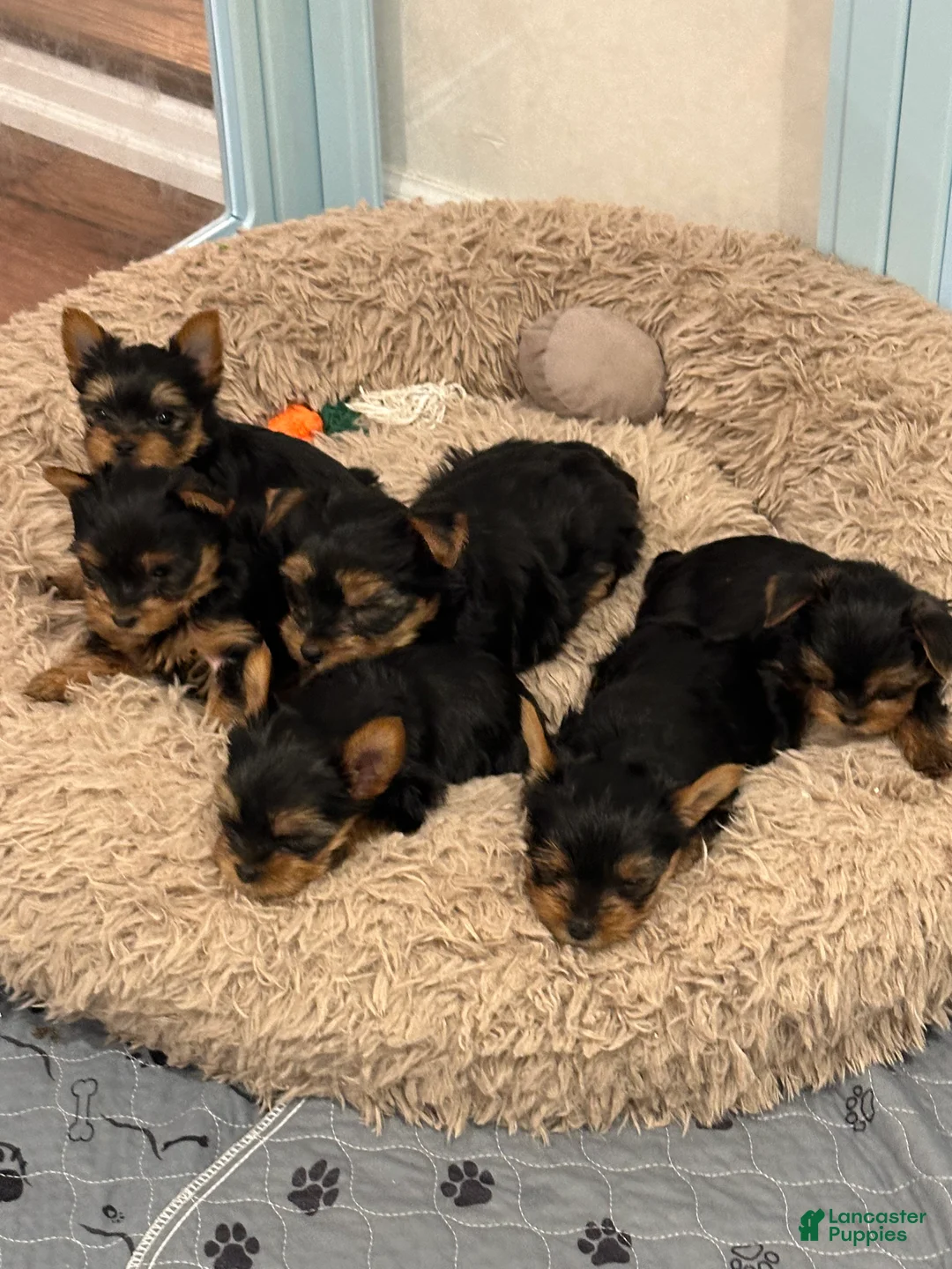 Yorkshire Terrier dogs for sale: Benny - Ad 6