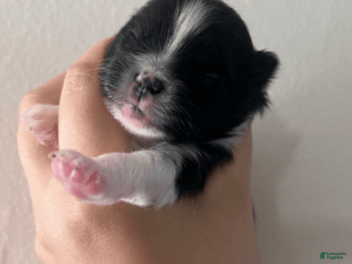 Pomeranian dogs Oasis - Ad 31