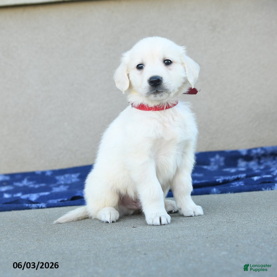Golden Retriever dogs for sale: Fido - Ad 2