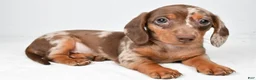Miniature Dachshund dogs for sale: Maple - Ad 11