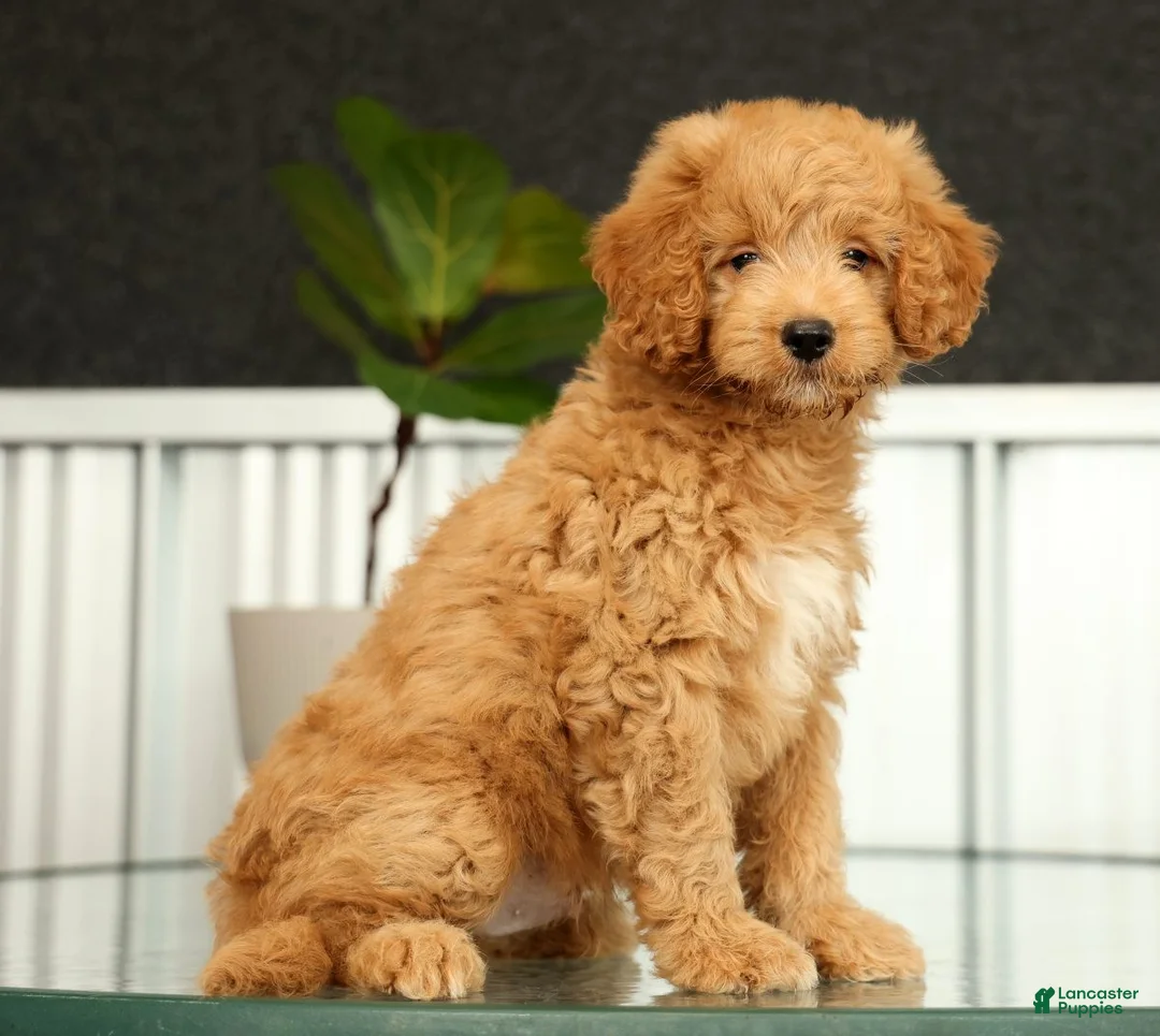 Mini Goldendoodle dogs for sale: Sammy - Ad 1