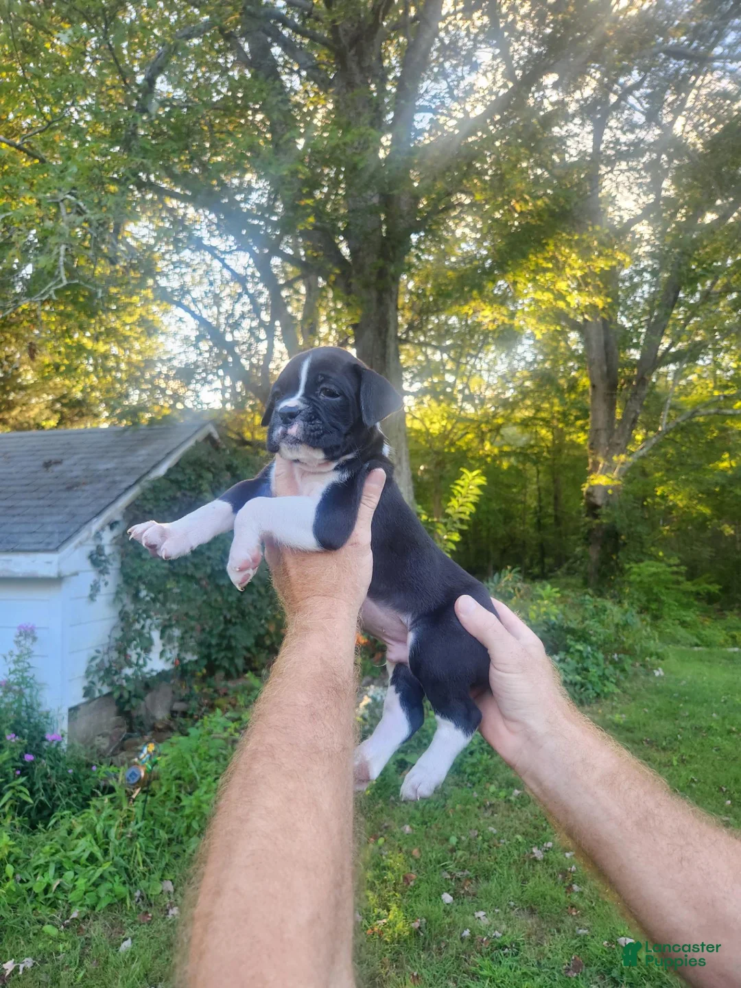 Boxer dogs for sale: Boxer 3 - Ad 3