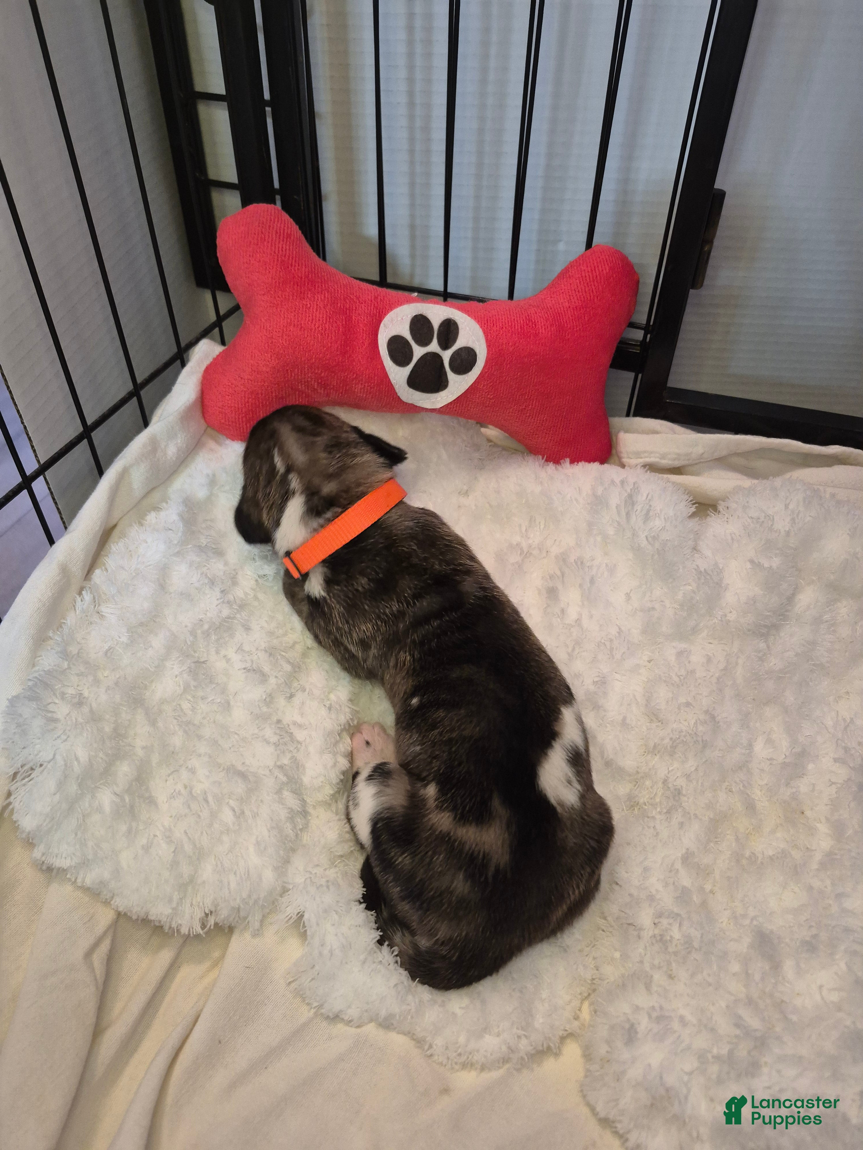 Great Dane dogs Yaria - Ad 13