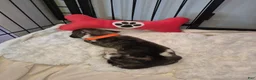 Great Dane dogs for sale: Yaria - Ad 1