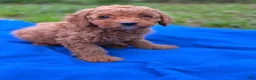 Mini Goldendoodle dogs for sale: Comet  - Ad 4